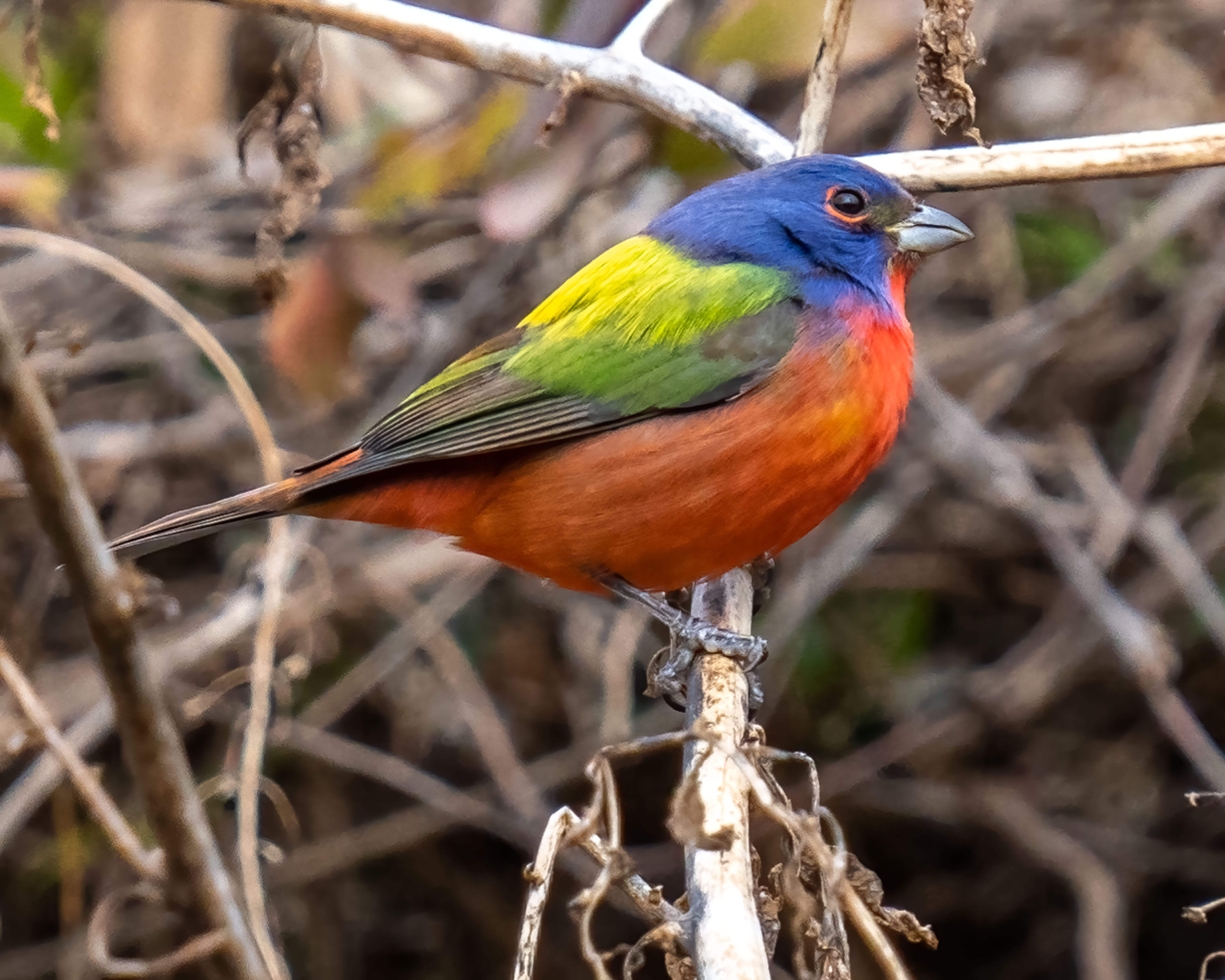 Rare find of Painted Bunting