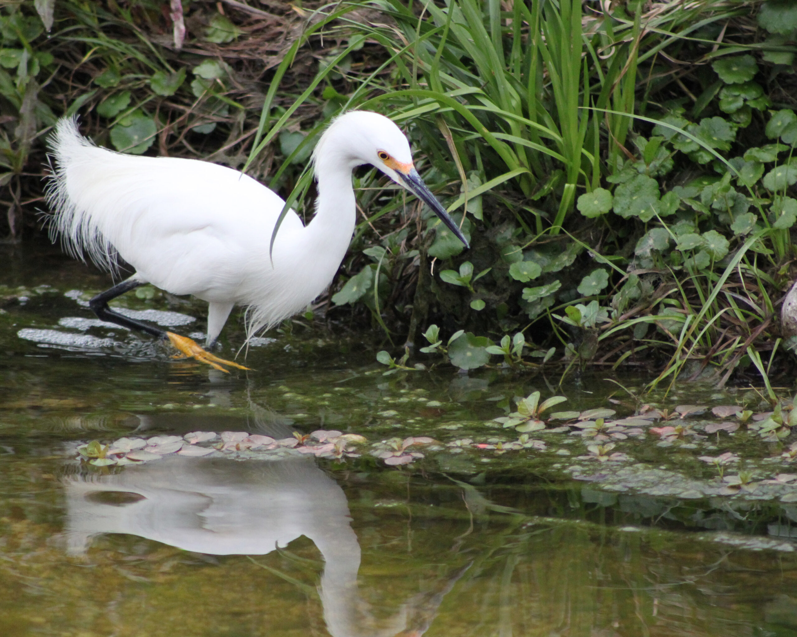 Snowy Egret at Alazan Creek